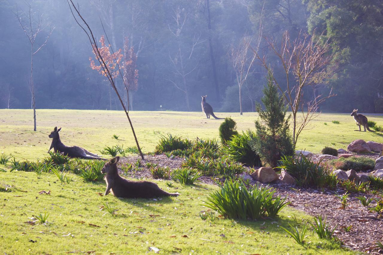 Marwood Villas Halls Gap Exteriör bild