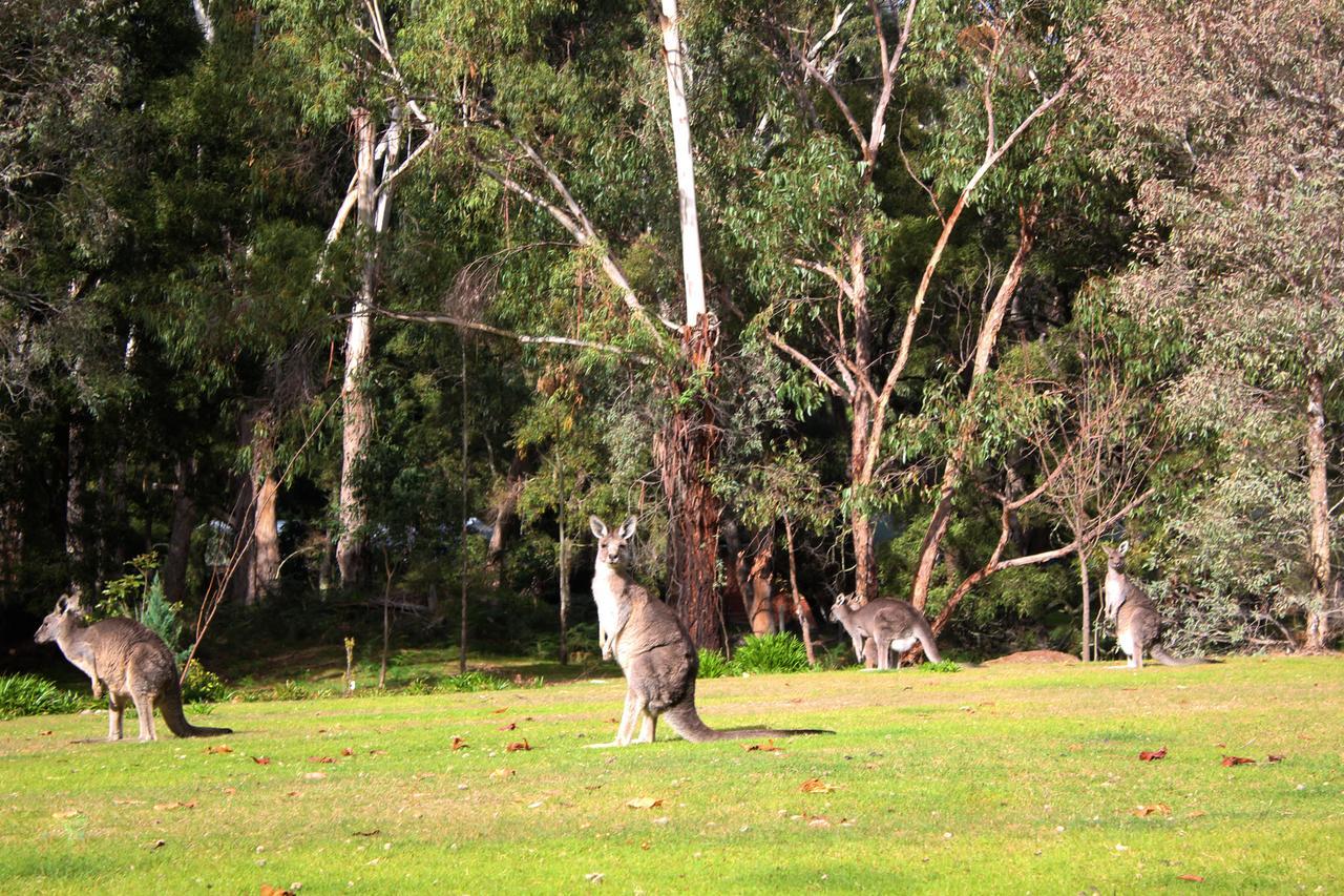 Marwood Villas Halls Gap Exteriör bild