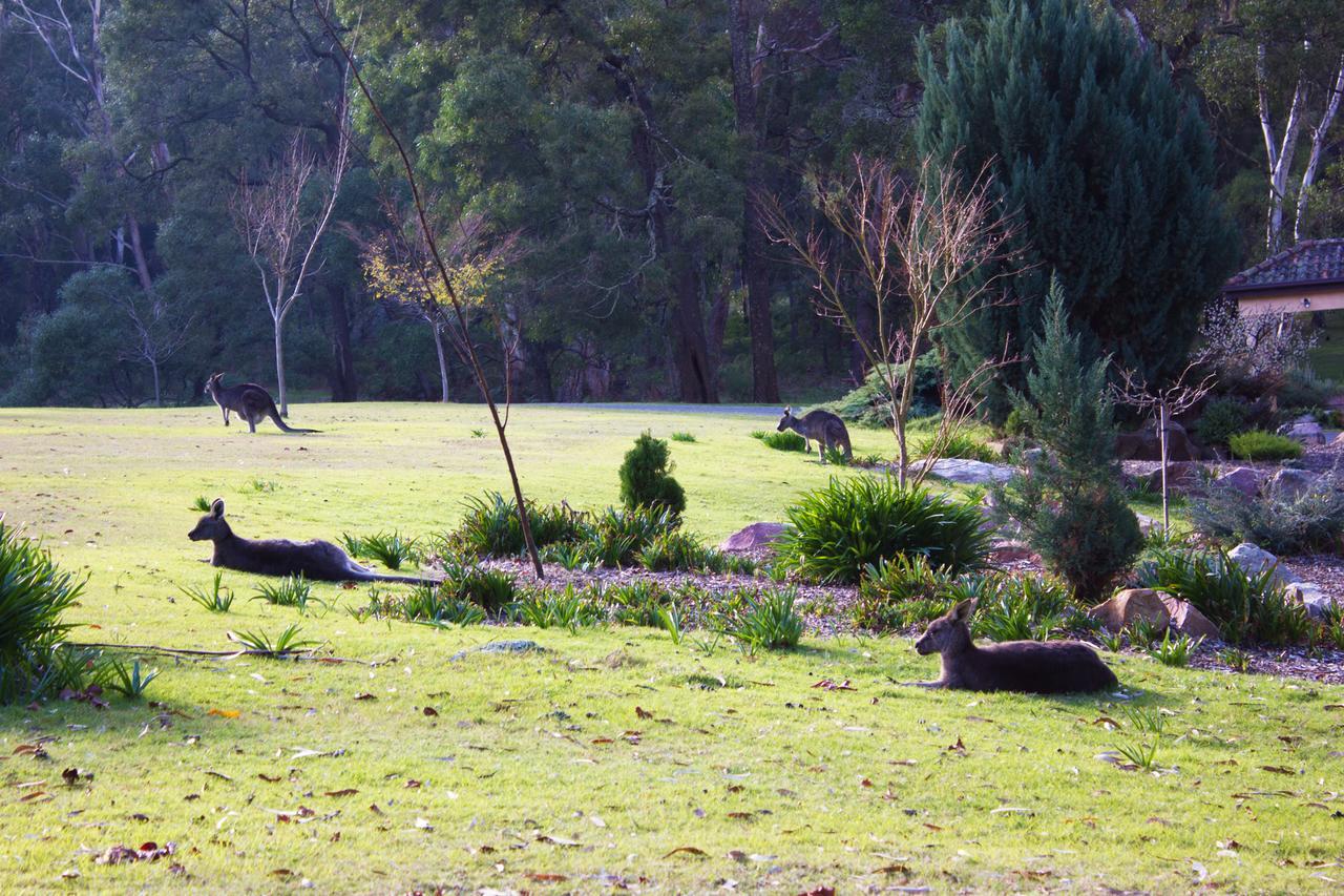 Marwood Villas Halls Gap Exteriör bild